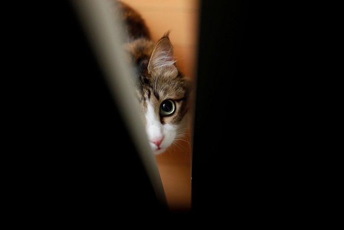 ドアの隙間から見上げる猫