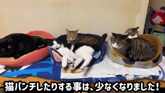 猫ベッドに並んで寝ている5匹の猫