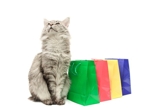 猫と紙袋