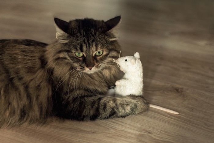 ねずみのおもちゃを抱えた猫