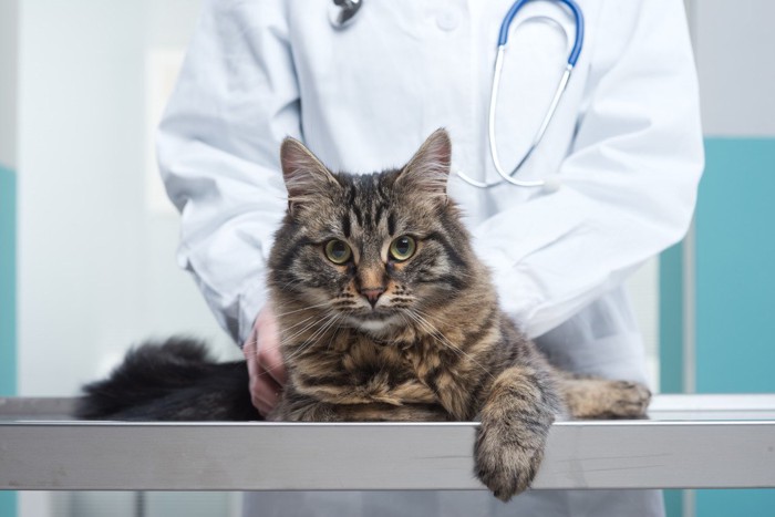 猫と獣医師