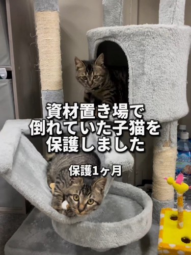 キャットタワーにいる2匹の子猫