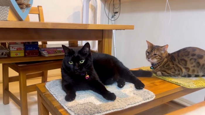 イスに座る2匹の猫