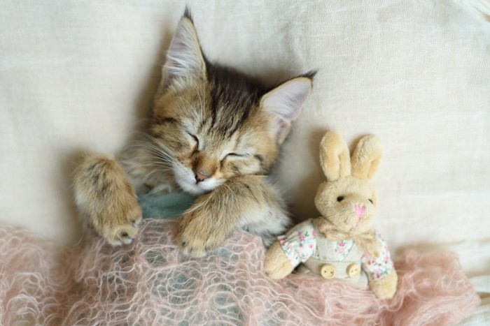 ぬいぐるみと一緒に布団をかけて眠る猫