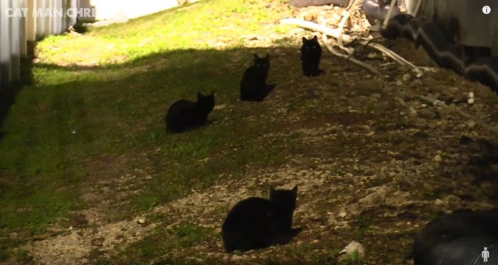3匹の黒猫