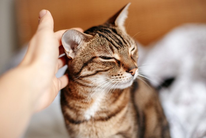 猫の耳を触る人の手