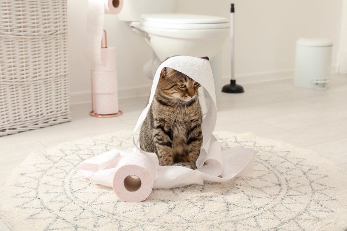 トイレットーペーパーを被る猫