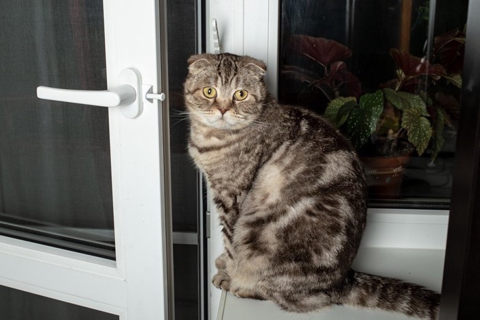 ドアを開けた猫