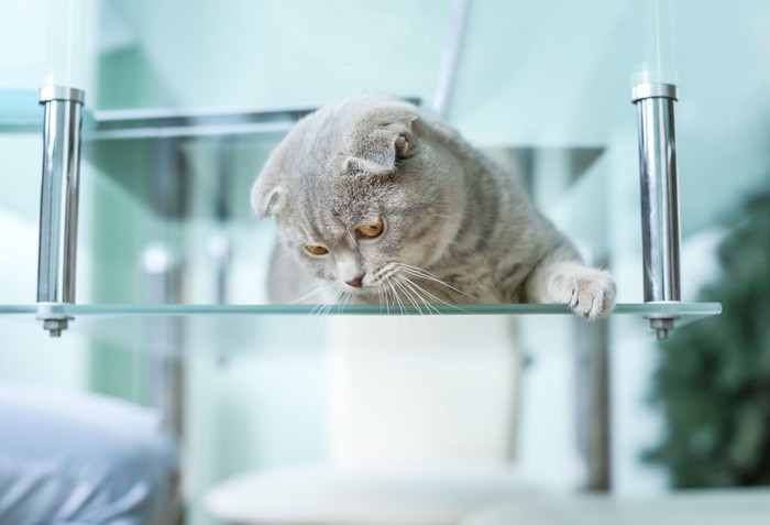 ガラステーブルの上から下を覗く猫
