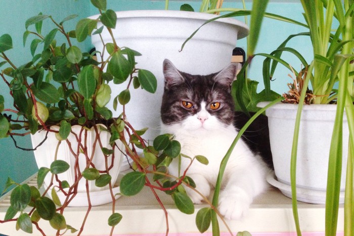 鉢植えの間にいる猫