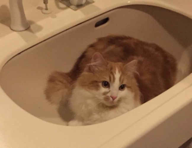 洗面台にいる猫