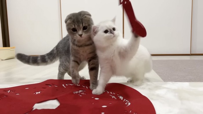 クリスマスの飾りに興味を示す猫たち
