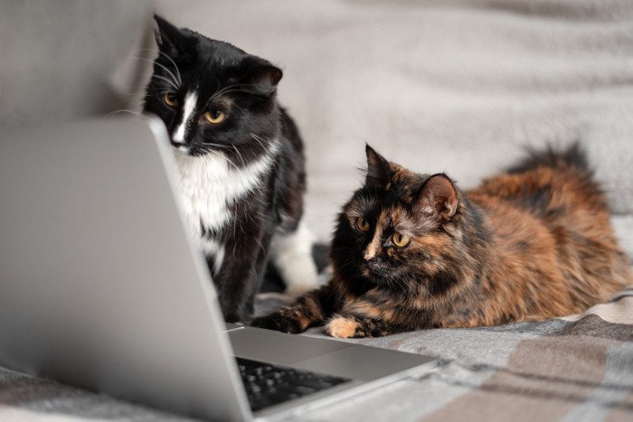 パソコンを見つめる2匹の猫