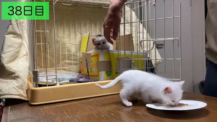 紙皿で離乳食を食べる子猫