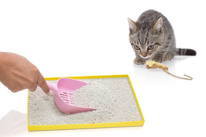 猫砂をすくう手とそれを見ている猫
