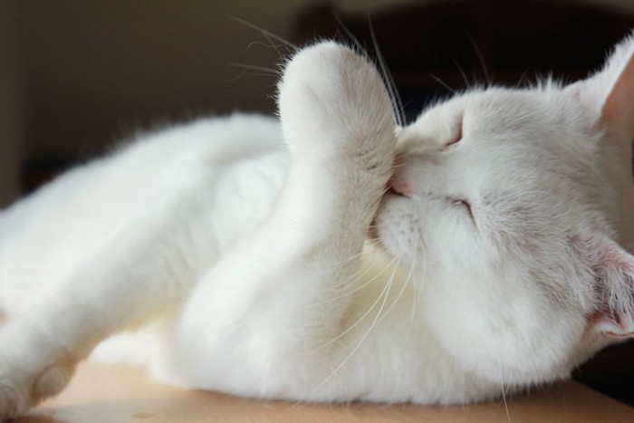 手を毛繕いしている白い猫