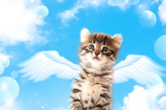 天使になった子猫