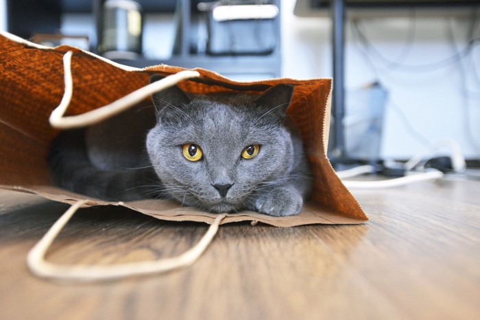 袋の中から覗く猫