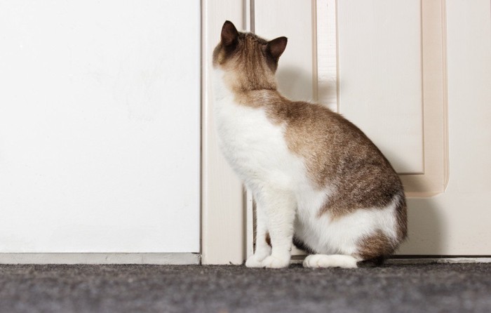 ドアの前で座る猫