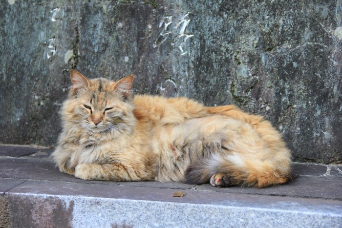 石碑の前の長毛野良猫