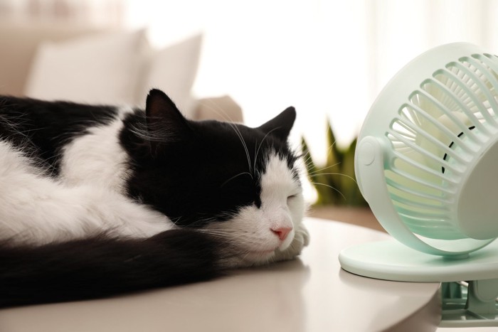 扇風機で涼みながら眠る猫