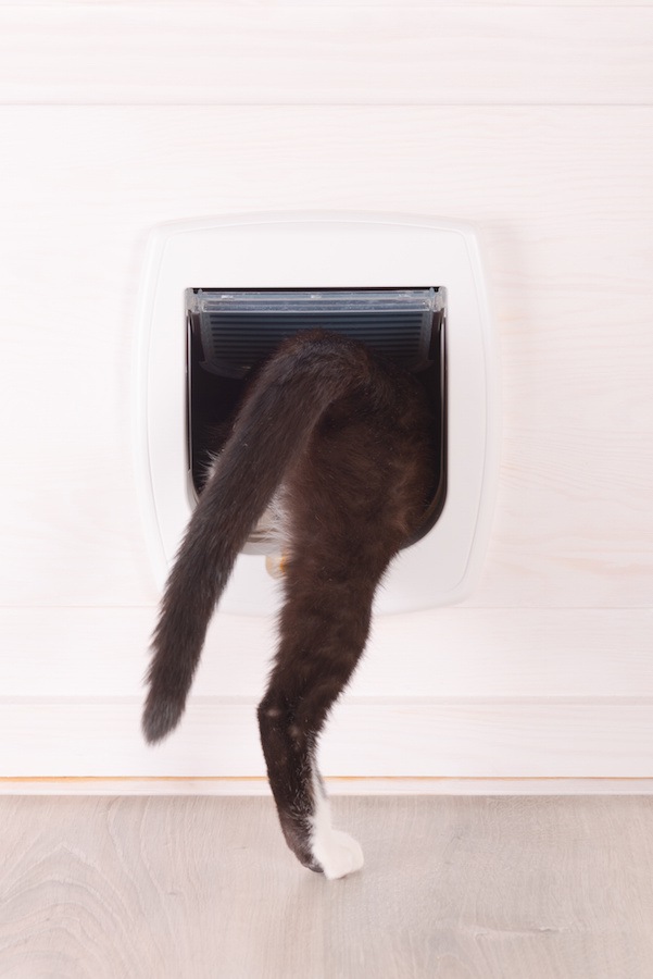 キャットドアから中に入る猫