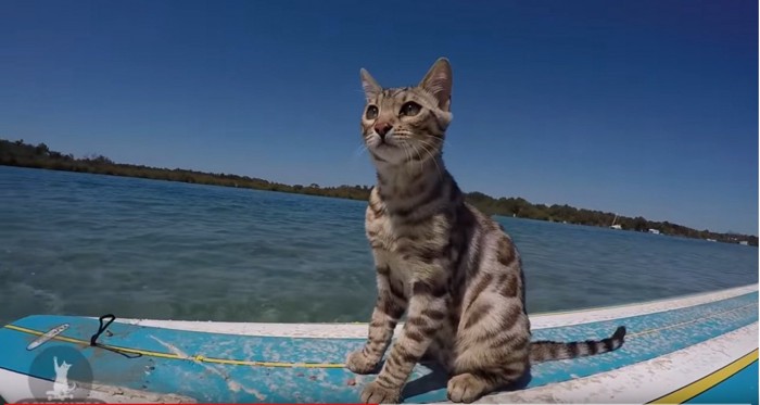 サーフィンボードに乗る猫