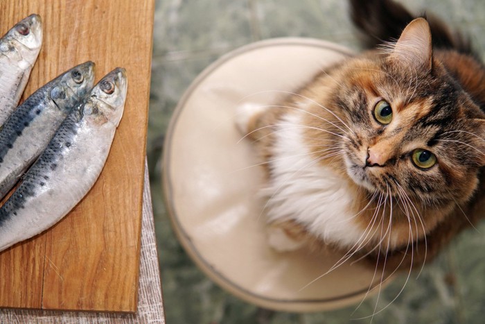 まな板の上の魚と猫