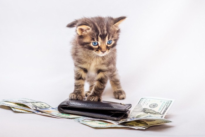お金の見えている財布と子猫