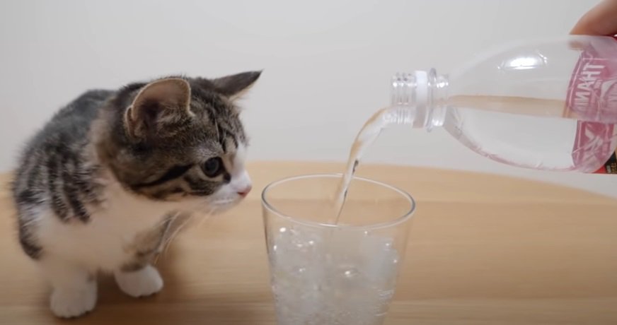 炭酸水とコップの匂いを嗅ぐ子猫