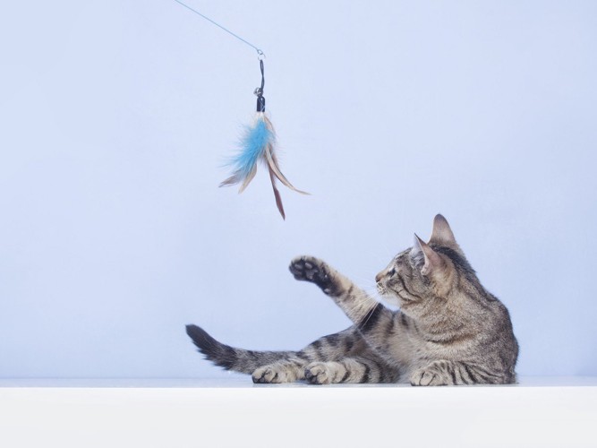 釣り竿タイプのおもちゃで遊ぶ猫