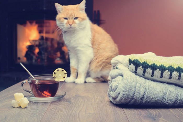 猫と紅茶とセーター