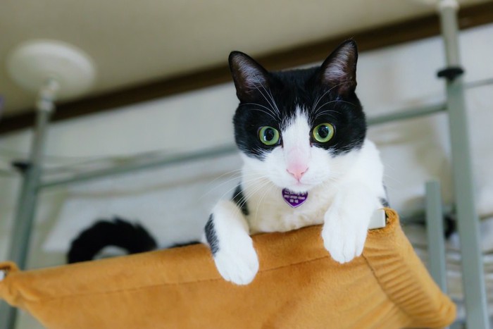キャットタワーの上から見下ろす白黒ハチワレ猫