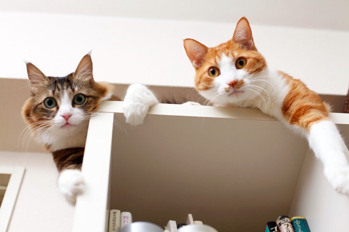 棚の上から見る二匹の猫