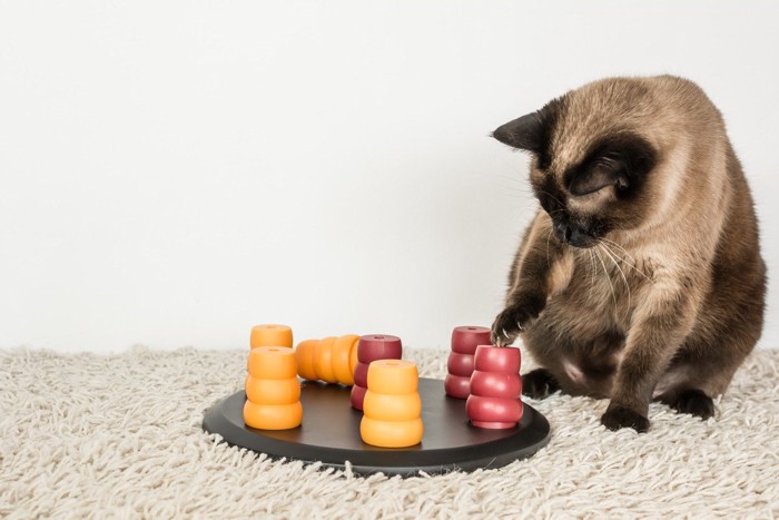 知育玩具で学ぶ猫