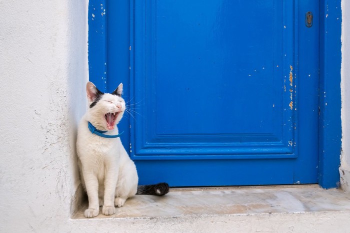 ドアの前であくびをする猫