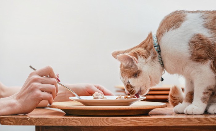 お皿の料理を舐める猫