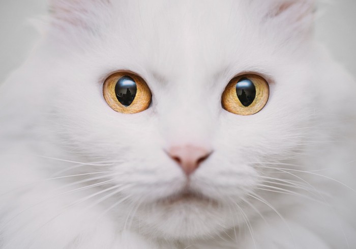 大きな瞳の白猫の顔アップ