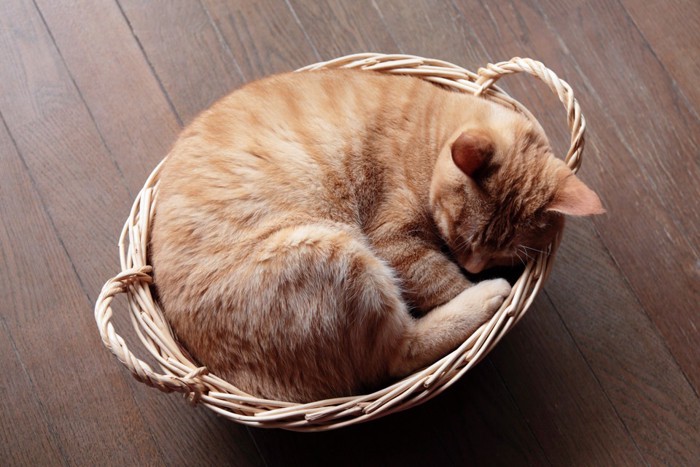 籠で寝る猫