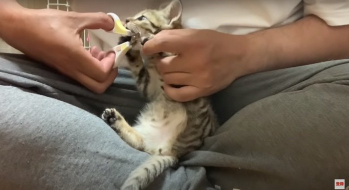 爪切りを噛む子猫