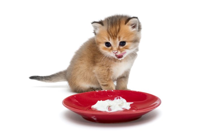 子猫と白いクリームが入った皿