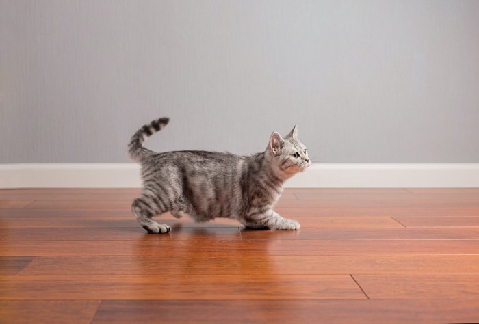 床を走る猫