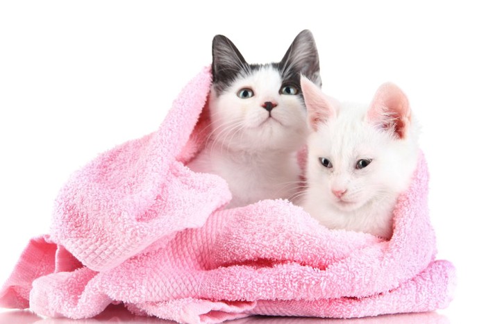タオルにくるまれた2匹の猫