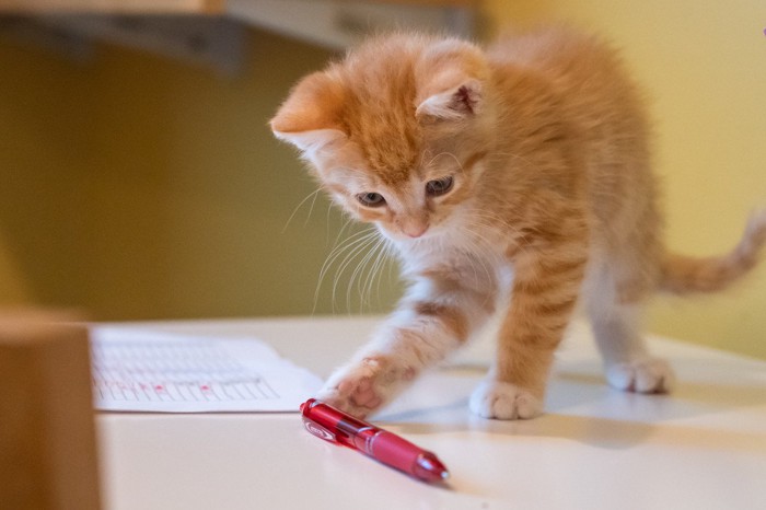 机の上のボールペンを触る子猫