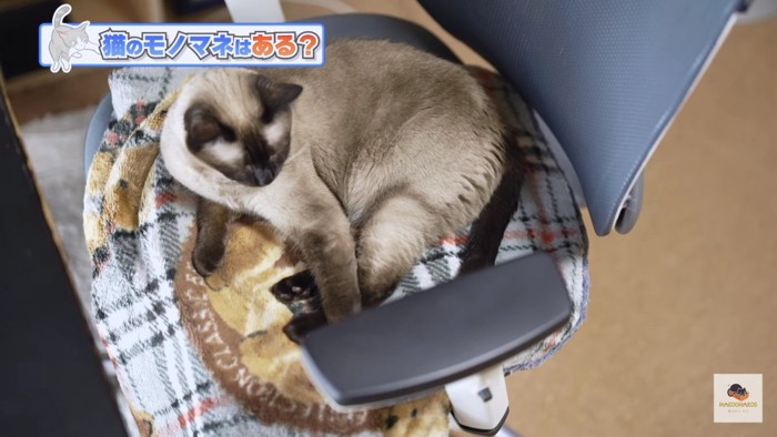 椅子の上のシャム猫
