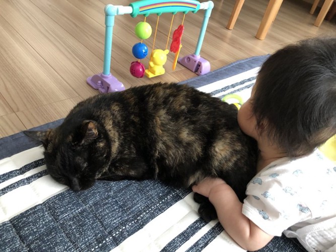 赤ちゃんに抱きつかれるサビ猫