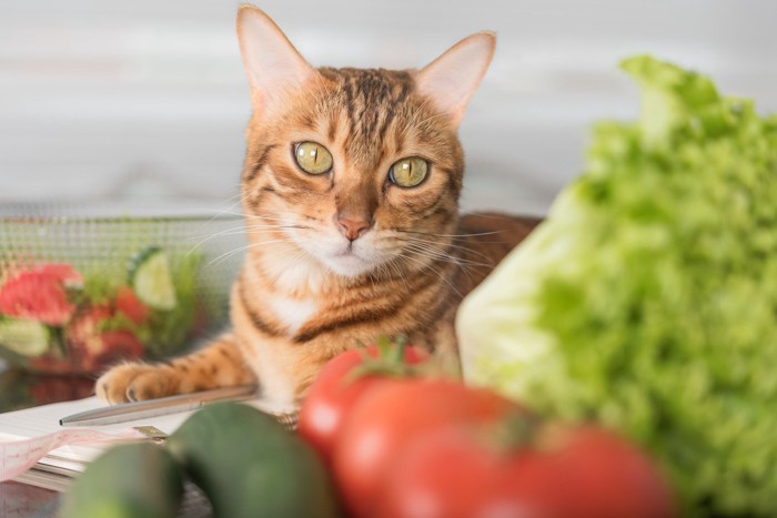 野菜と猫