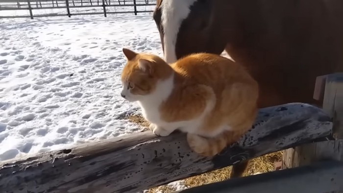 猫を鼻で触る馬