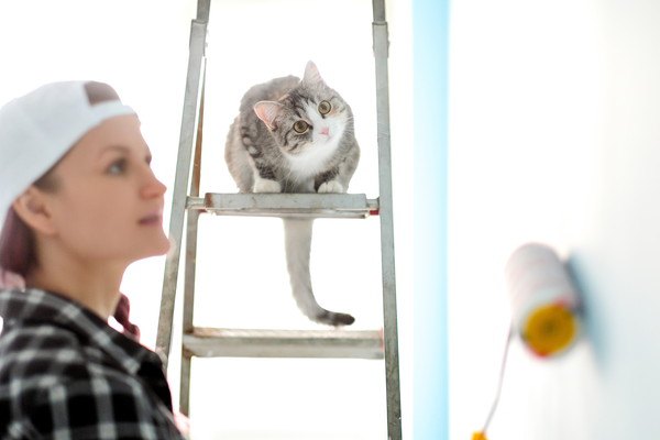 ペンキを塗る女性と猫