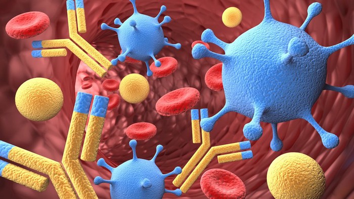 血液中の抗体イメージ